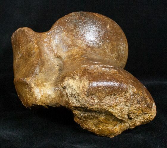 Woolly Rhinoceros Ankle Bone - Late Pleistocene #3453